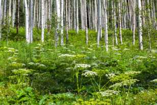 Garden in the Aspens-0437